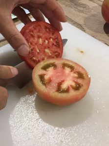 トマトの芽が出ましたよ まなべ農園